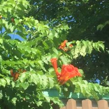 2016713　ﾉｳｾﾞﾝｶｽﾞﾗ2