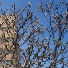 201749　西12　ｻﾗｻﾓｸﾚﾝ