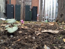 シクラメンコウム