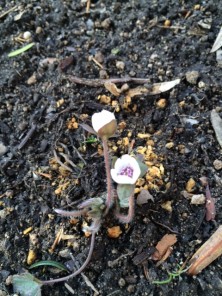 ２０１６．３．２７ユキワリソウ