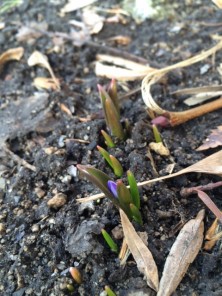 ２０１６．３．２７チオノドクサ