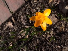 ２０１６．３．２７クロッカス