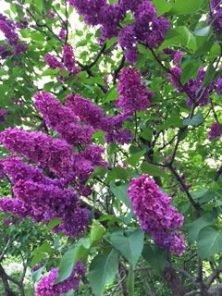 2017527　西１　濃紫