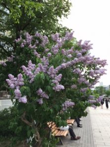 2017527　西3　南側