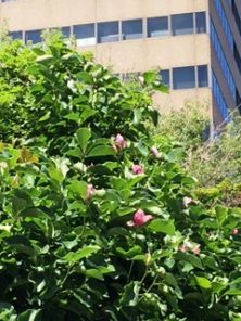 2017726　西12　モクレン