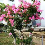 2017819　西4　サルスベリ