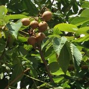 2017819　西7　トチノキ