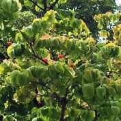 2017819　西5　ヤマボウシ