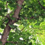 2017819　西7　イチョウ