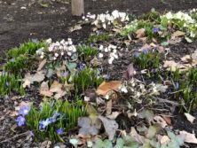 西5丁目北東森の花壇の花壇