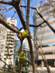 西7丁目ライラックの花芽の画像