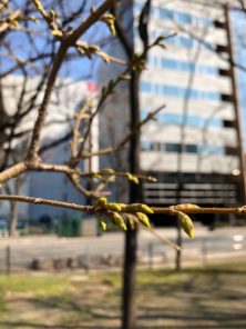 西6丁目レンギョウの画像