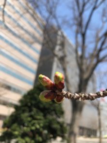 西7丁目北西エゾヤマザクラの画像