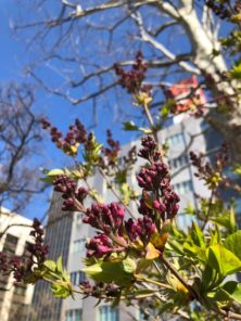 西4丁目　ライラックの画像