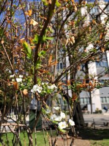 西4丁目ユキヤナギ