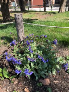 西5丁目プルモナリアの画像