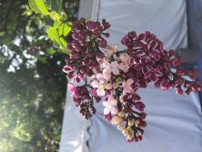 ライラック センセーションの画像