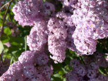 ラッキーライラックの画像