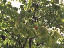 ヤマボウシの実