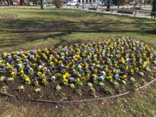 花壇ボランティア1