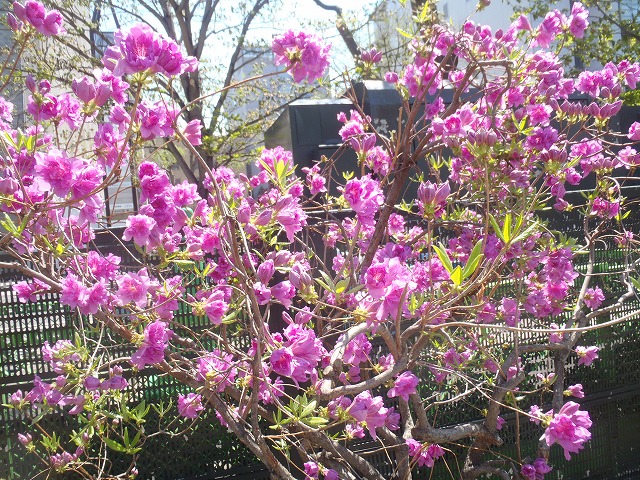 7丁目ヨドカワツツジ