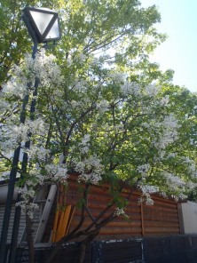 7丁目ライラック白