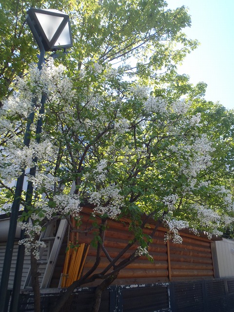 7丁目ライラック白