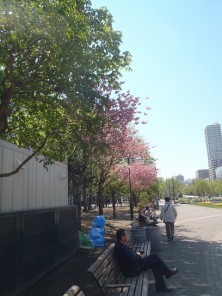 7丁目サトザクラ