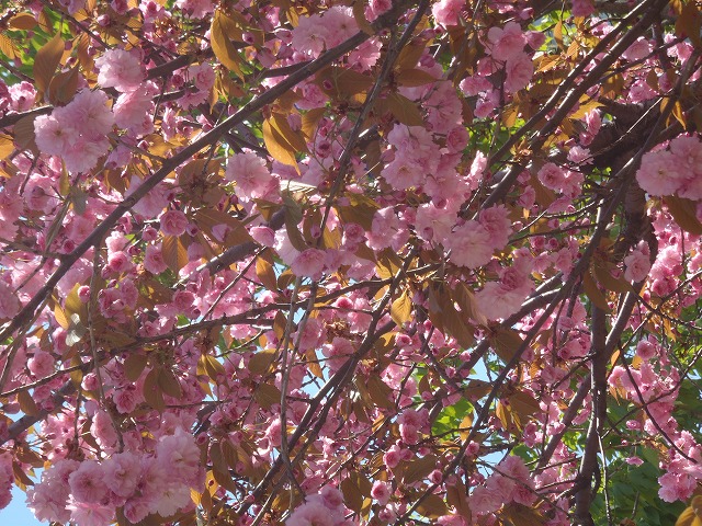 7丁目サトザクラ