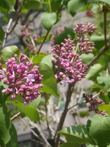 8丁目ライラック紫