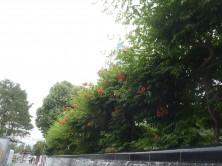 アメリカノウゼンカズラ３