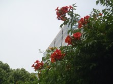 アメリカノウゼンカズラ２