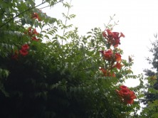 ノウゼンカズラ１