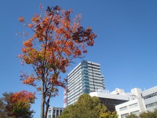 2丁目サトウカエデ