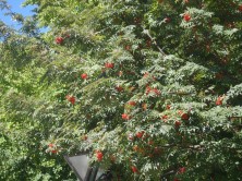 ナナカマドの実