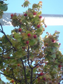 5丁目のヤマボウシ