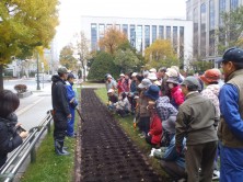チューリップ植え込み１