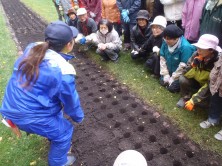 チューリップ植え込み２