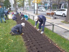 チューリップ植え込み３
