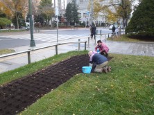 チューリップ植え込み４