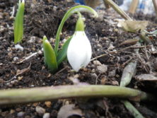 スノードロップの画像