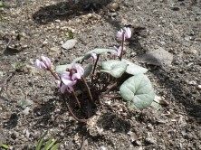 シクラメン・コウム１