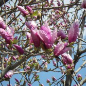 サラサモクレン