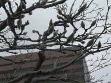 サラサモクレン２