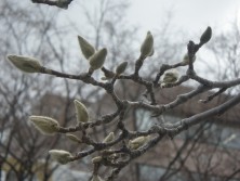 サラサモクレン