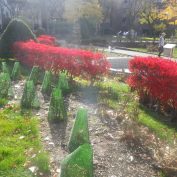 冬囲い後のバラ園1