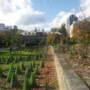 冬囲い後のバラ園3