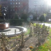 冬囲い後のバラ園2