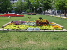 令和元年の花壇コンクール受賞花壇18