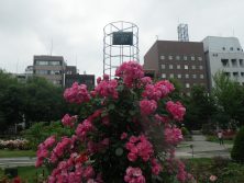 7.05　12丁目ばら３